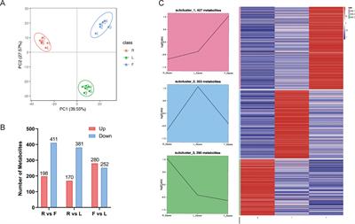 Integrative analysis of the metabolome and transcriptome reveals the mechanism of polyphenol biosynthesis in Taraxacum mongolicum